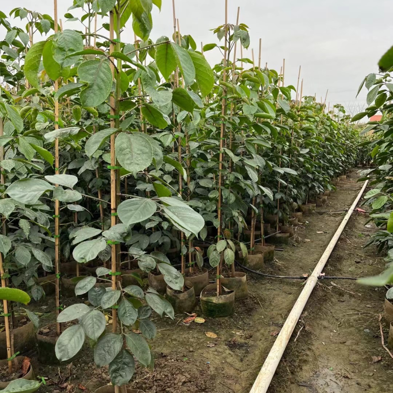 秋枫1-4分基地大量现货，欢迎各位客户咨询