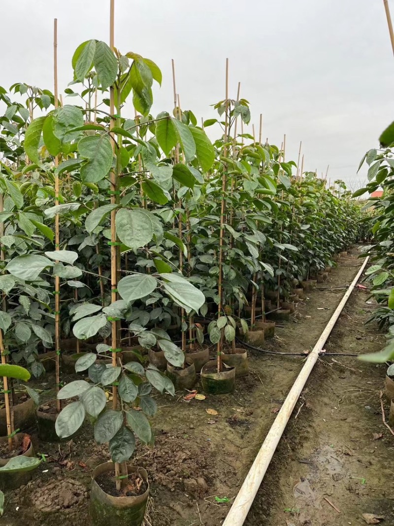 秋枫1-4分基地大量现货，欢迎各位客户咨询
