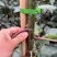 秋枫1-4分基地大量现货，欢迎各位客户咨询