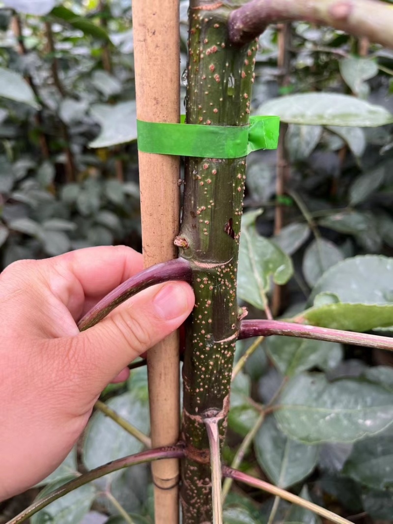 秋枫1-4分基地大量现货，欢迎各位客户咨询