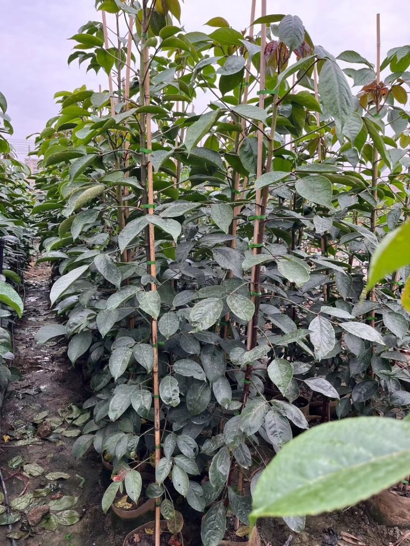 秋枫1-4分基地大量现货，欢迎各位客户咨询