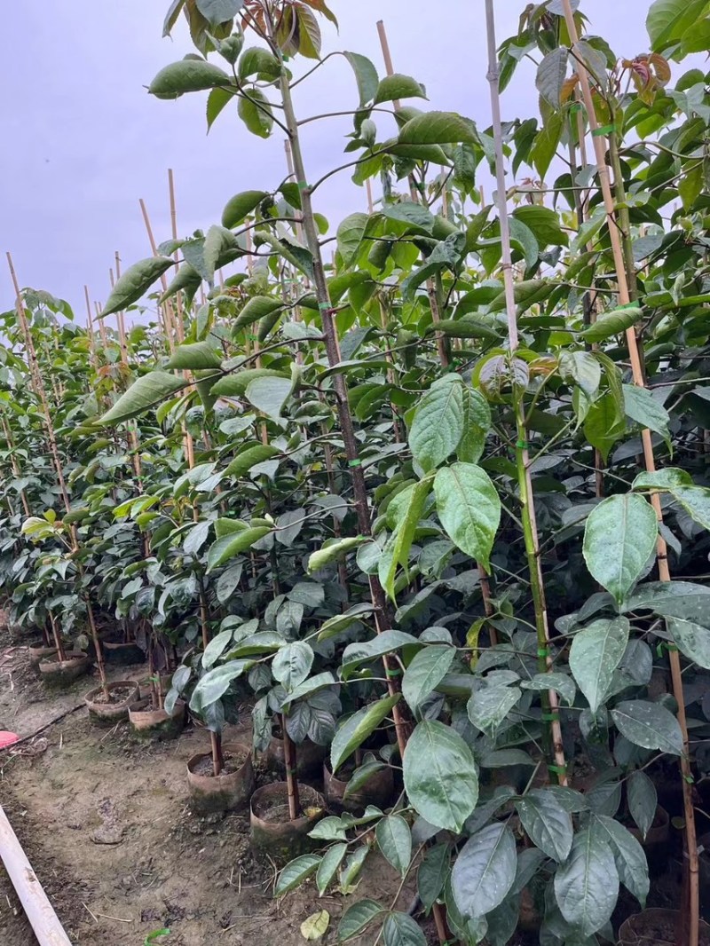 秋枫1-4分基地大量现货，欢迎各位客户咨询
