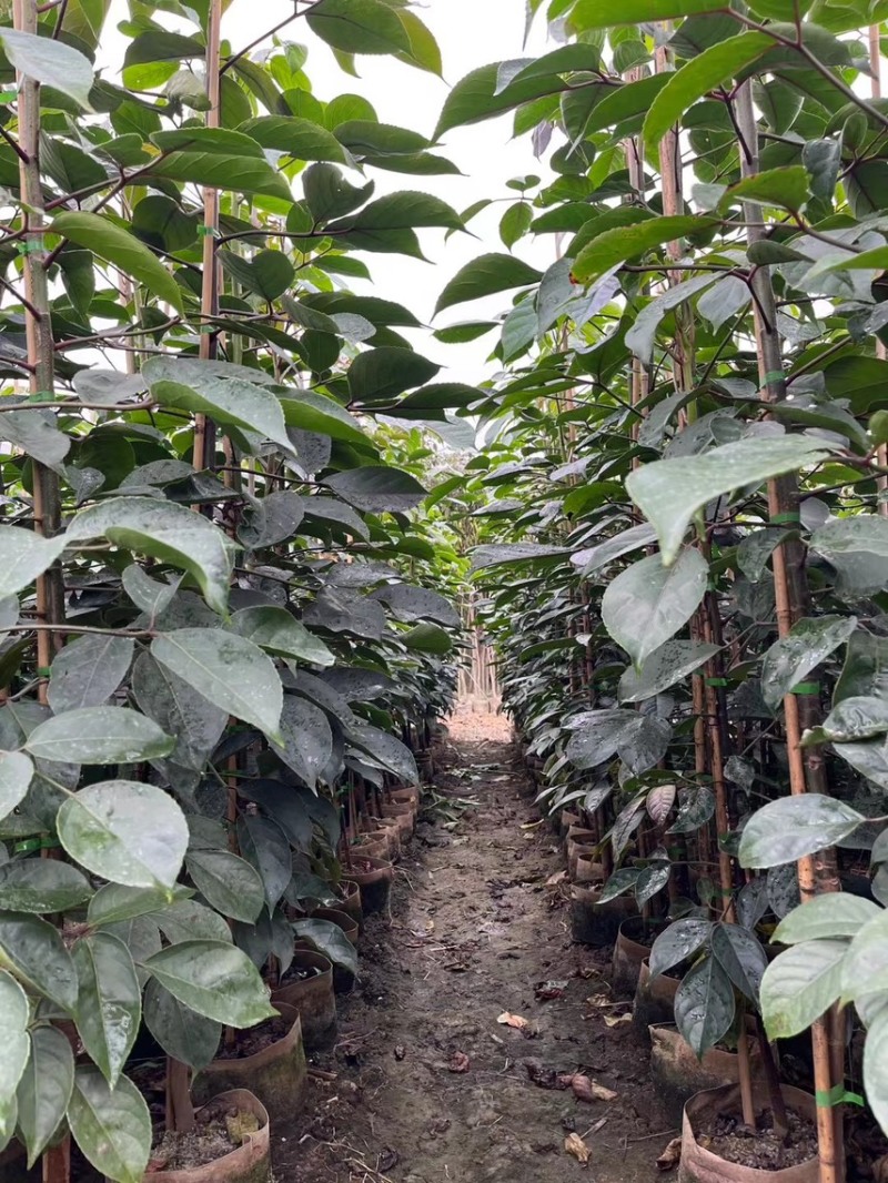 秋枫1-4分基地大量现货，欢迎各位客户咨询