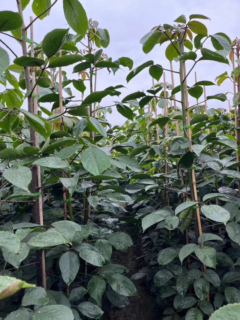 秋枫1-4分基地大量现货，欢迎各位客户咨询