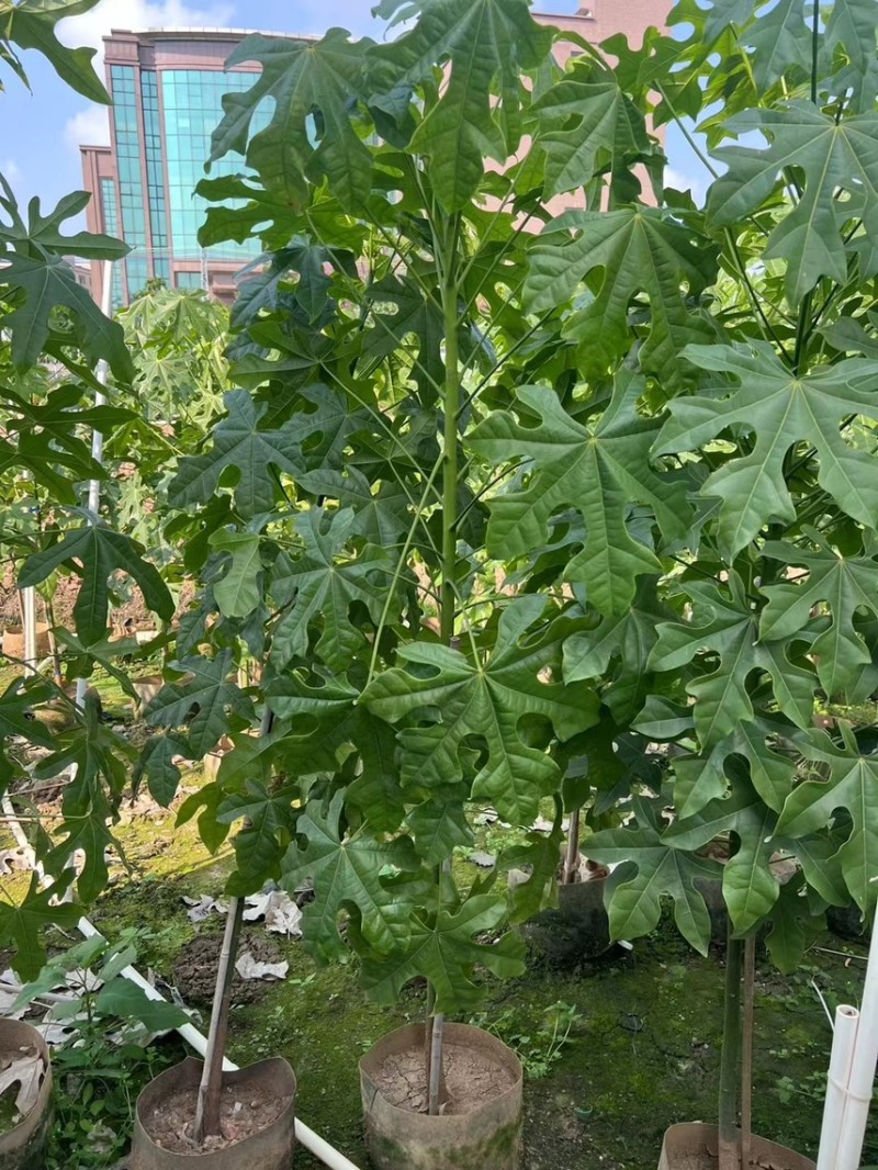 澳洲火焰木1-4分基地大量现货，欢迎各位客户咨询