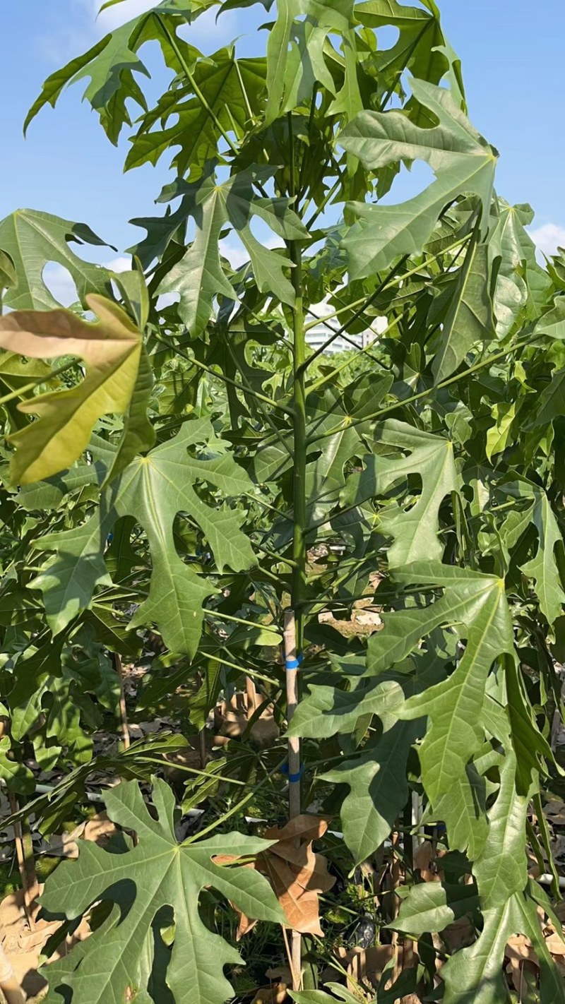 澳洲火焰木1-4分基地大量现货，欢迎各位客户咨询
