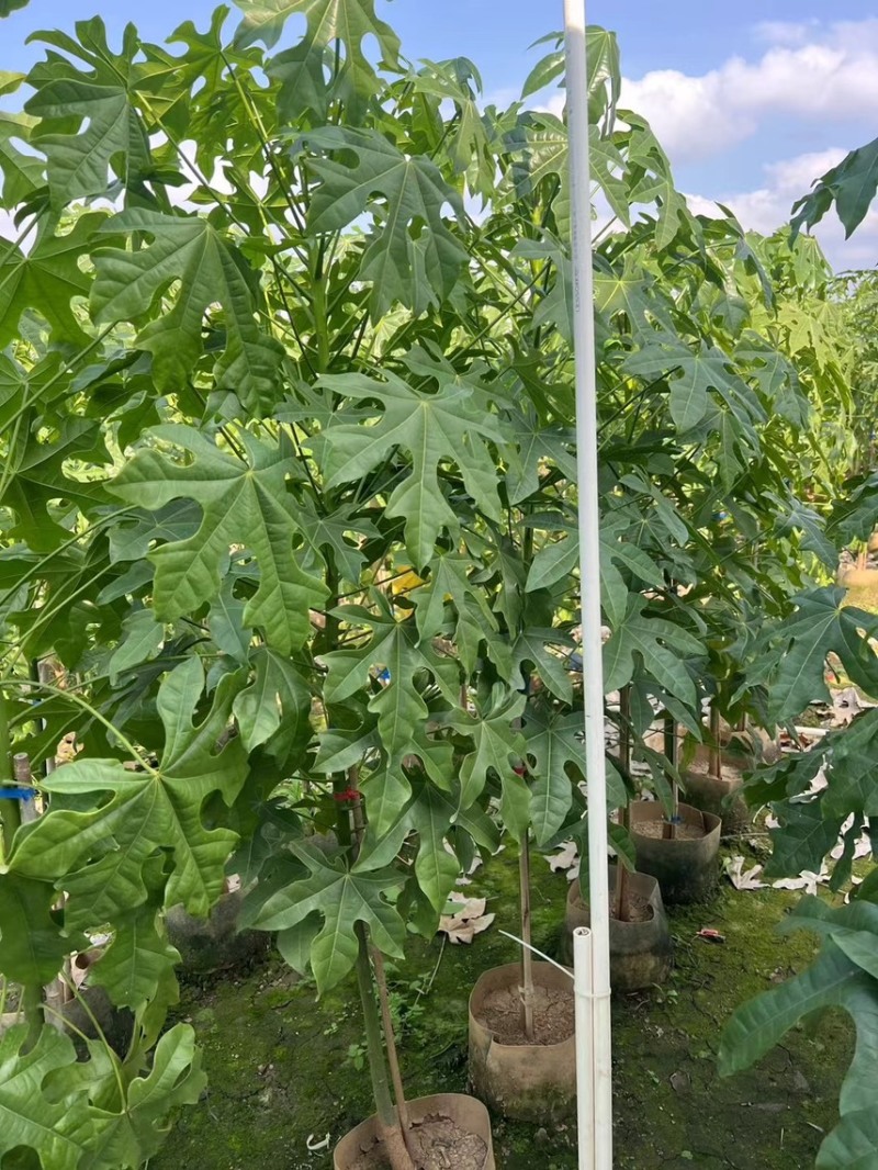 澳洲火焰木1-4分基地大量现货，欢迎各位客户咨询