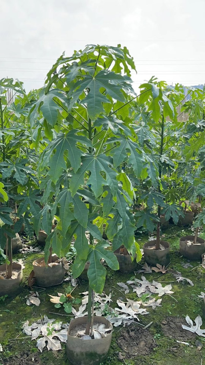 澳洲火焰木1-4分基地大量现货，欢迎各位客户咨询