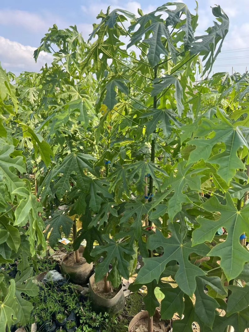 澳洲火焰木1-4分基地大量现货，欢迎各位客户咨询