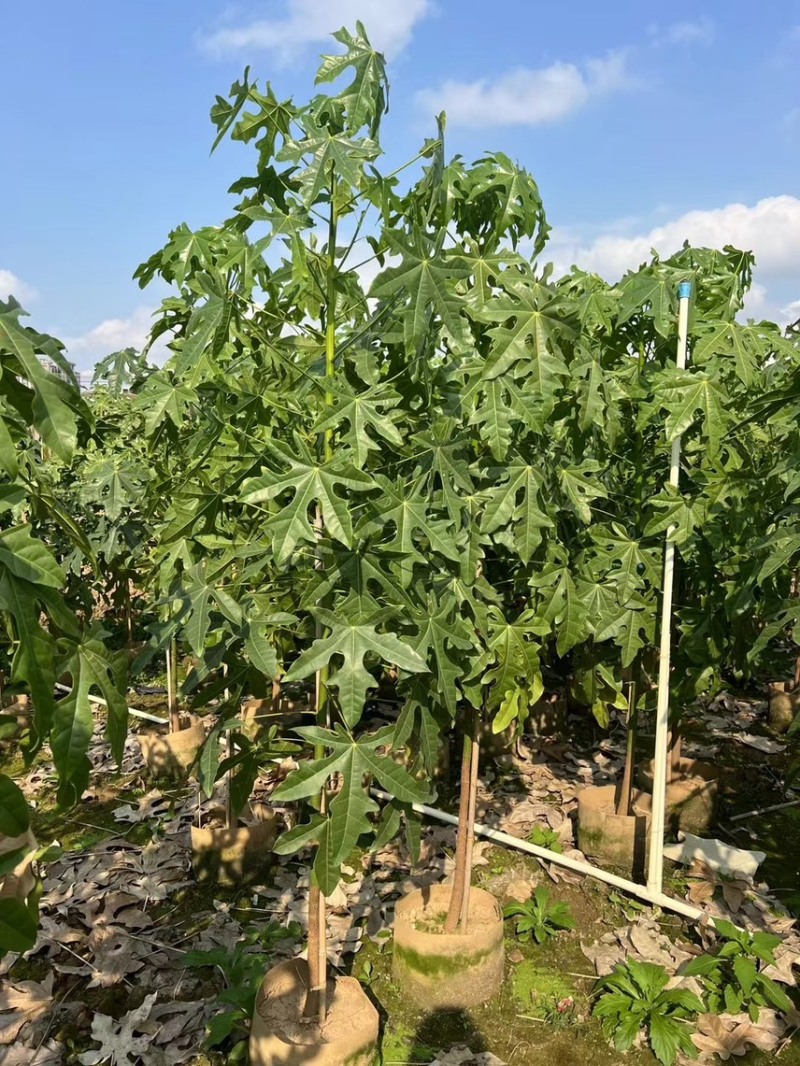 澳洲火焰木1-4分基地大量现货，欢迎各位客户咨询