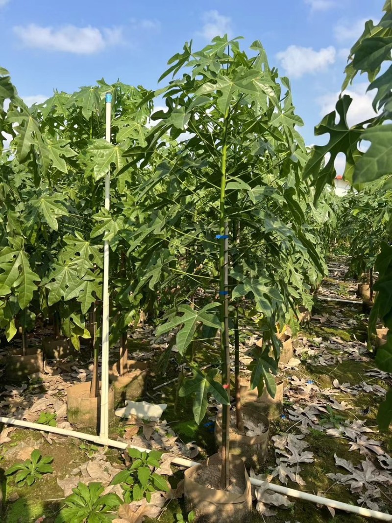 澳洲火焰木1-4分基地大量现货，欢迎各位客户咨询