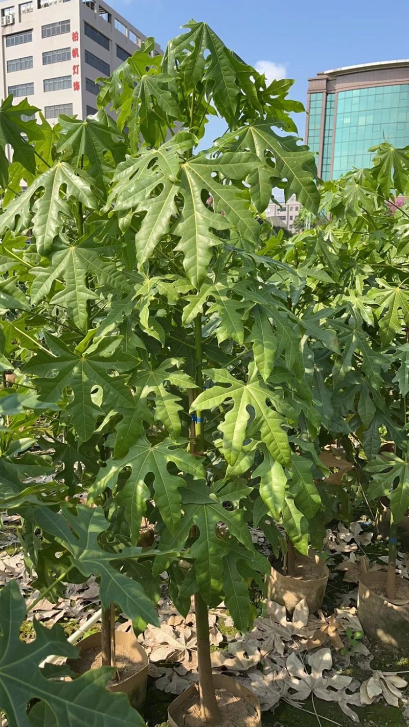 澳洲火焰木1-4分基地大量现货，欢迎各位客户咨询