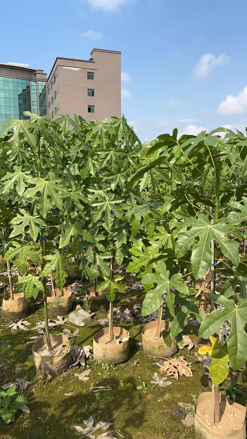 澳洲火焰木1-4分基地大量现货，欢迎各位客户咨询