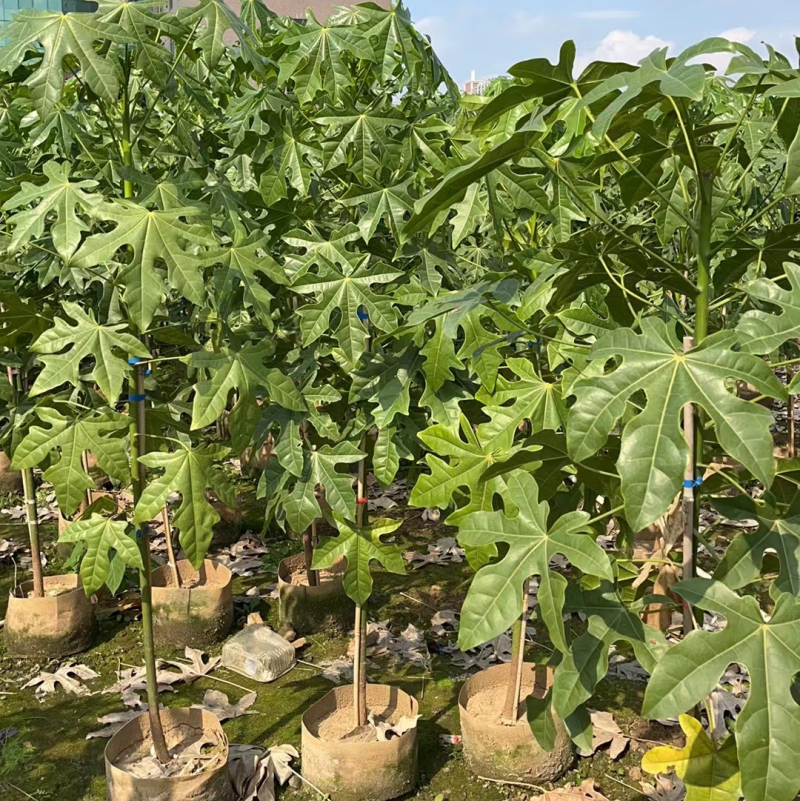 澳洲火焰木1-4分基地大量现货，欢迎各位客户咨询
