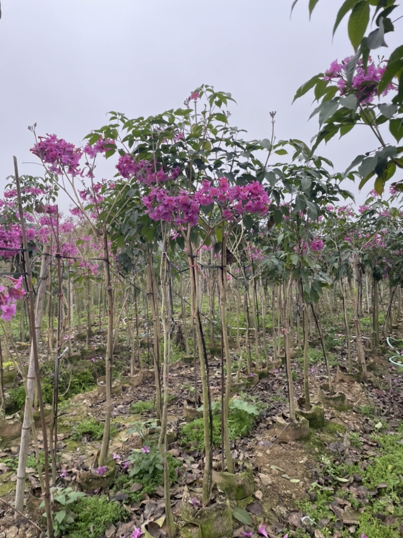 紫花风铃木