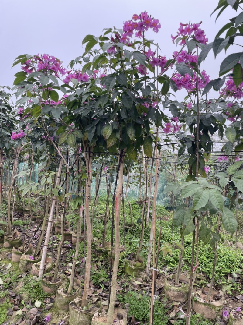 紫花风铃木