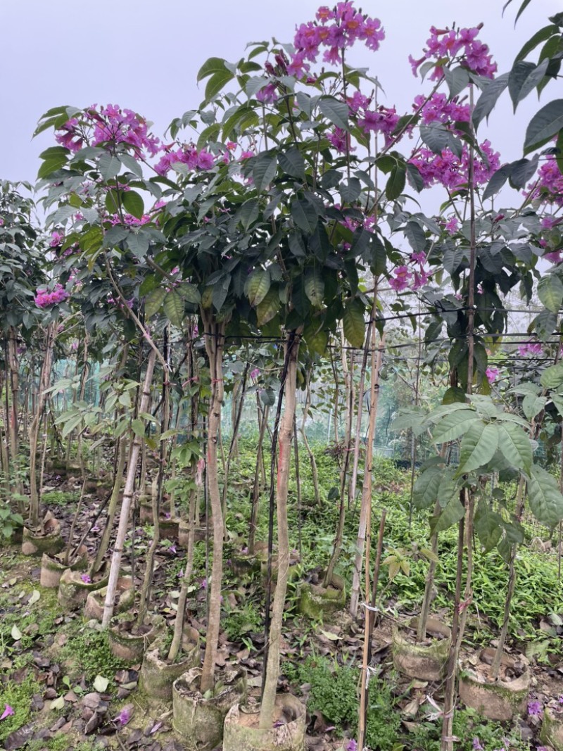 紫花风铃木