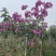 紫花风铃木