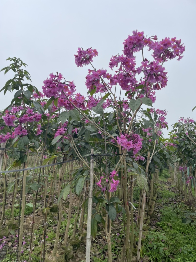 紫花风铃木