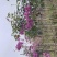 紫花风铃木