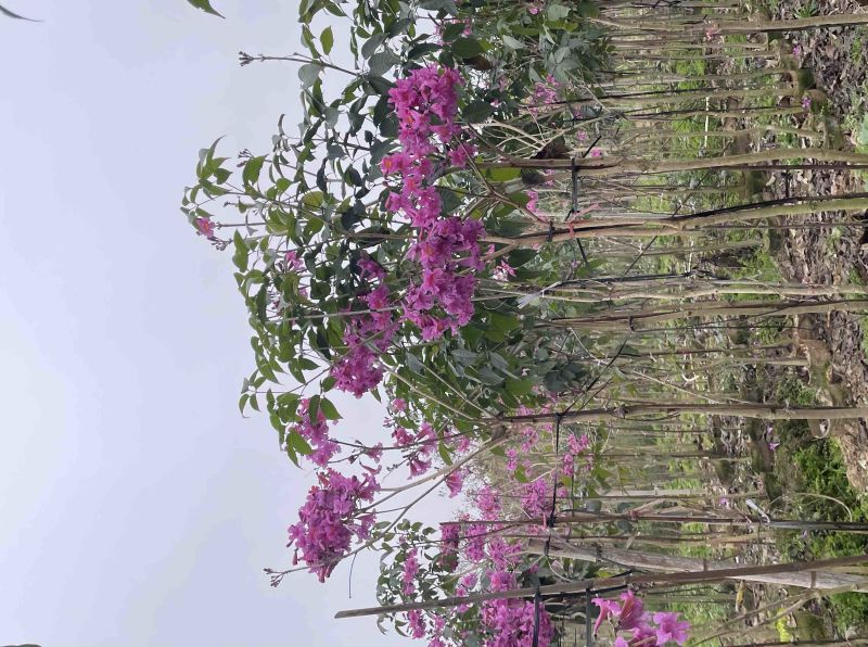 紫花风铃木