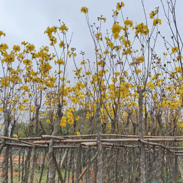 黄花风铃木