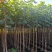黄槿1-4分基地大量现货，欢迎各位客户咨询