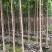 黄槿1-4分基地大量现货，欢迎各位客户咨询