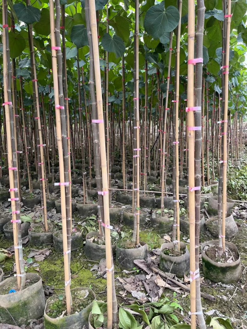 黄槿1-4分基地大量现货，欢迎各位客户咨询