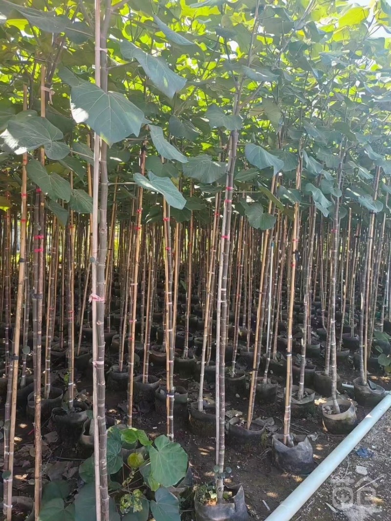 黄槿1-4分基地大量现货，欢迎各位客户咨询