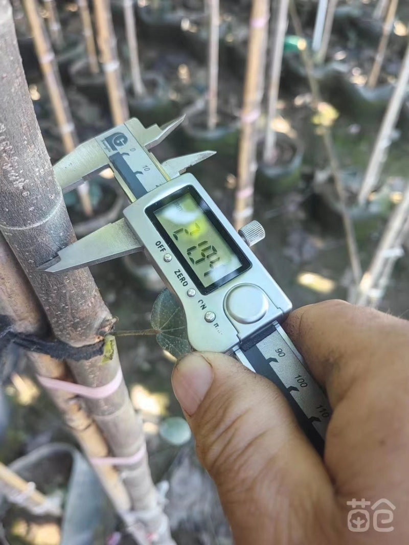 黄槿1-4分基地大量现货，欢迎各位客户咨询
