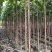 黄槿1-4分基地大量现货，欢迎各位客户咨询