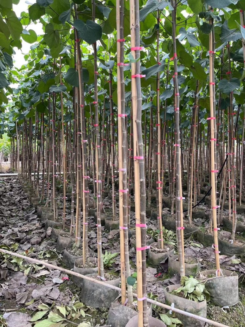 黄槿1-4分基地大量现货，欢迎各位客户咨询
