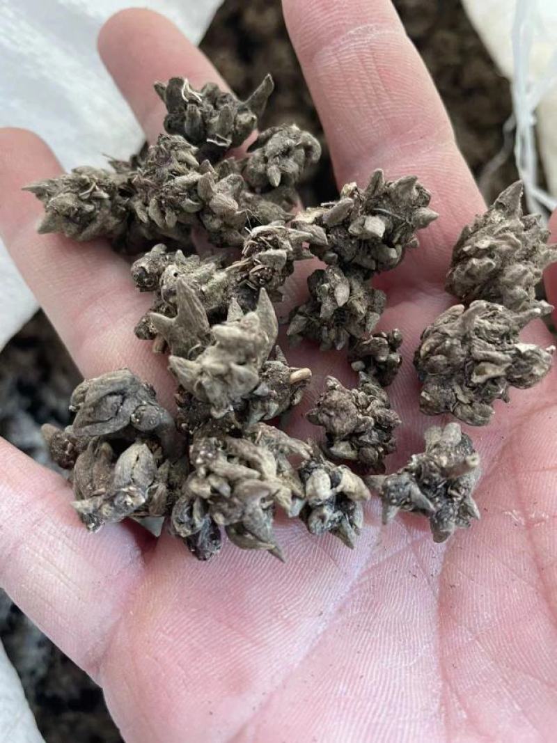 【包邮】猫爪草特级猫爪草野生晒干中药材无硫新鲜猫爪草当季