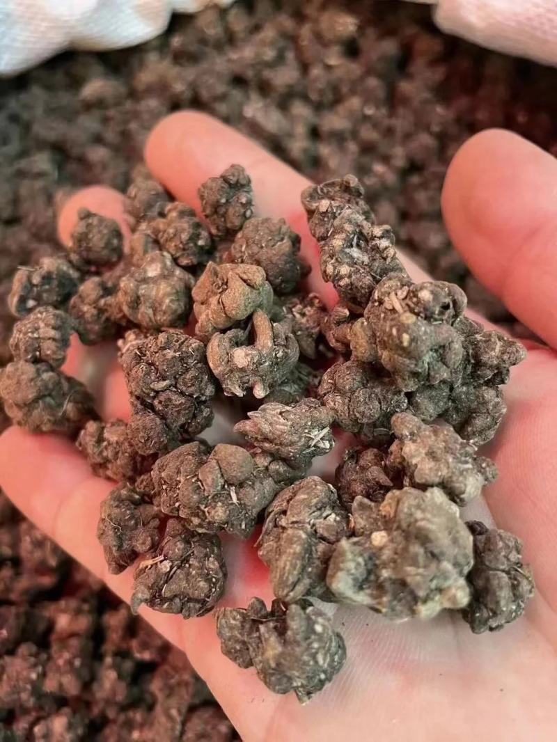 【包邮】猫爪草特级猫爪草野生晒干中药材无硫新鲜猫爪草当季