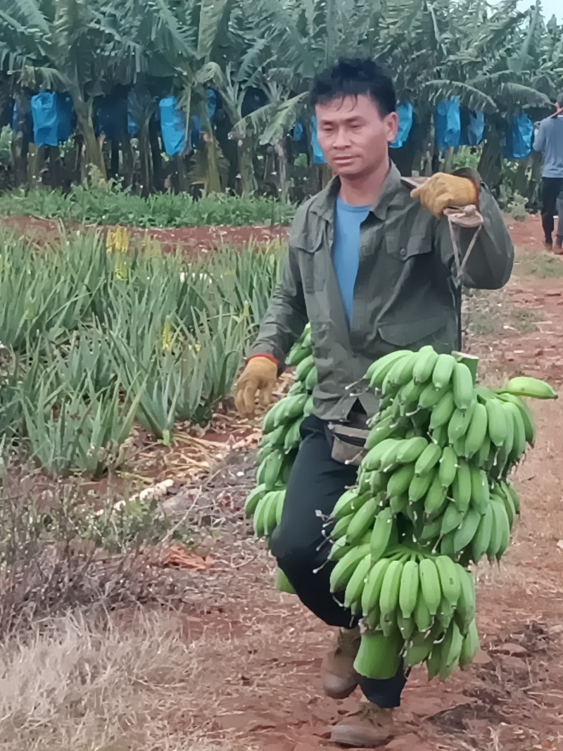 粉蕉，苹果蕉