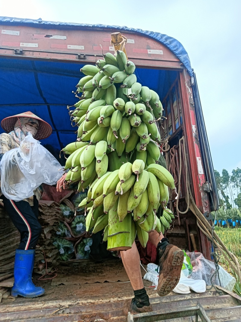 粉蕉，苹果蕉