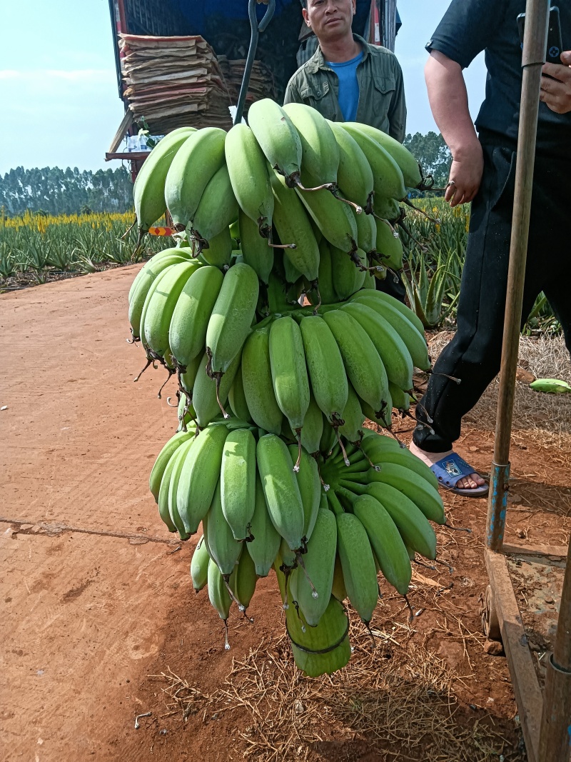 粉蕉，苹果蕉