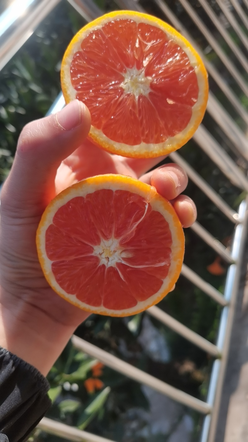 中华红橙江边橙血橙
