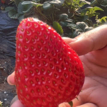 河北保定草莓-红颜草莓红颜久久新鲜草莓产地直发大量供货