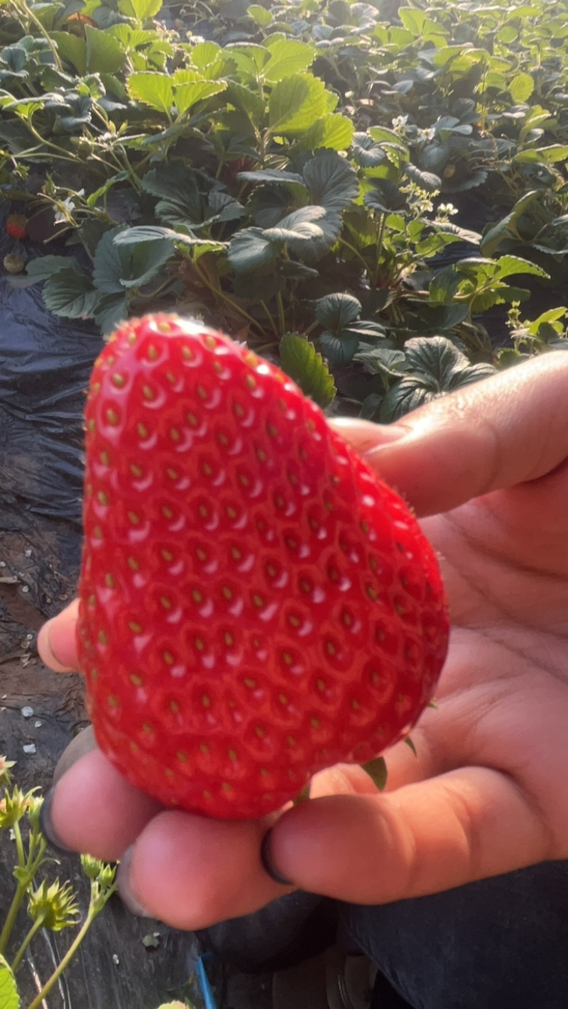 河北保定草莓-红颜草莓红颜久久新鲜草莓产地直发大量供货