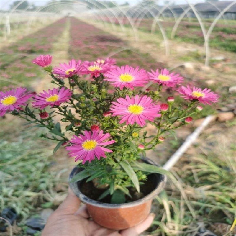 荷兰菊，多年生宿根花卉，基地直发，大量供应