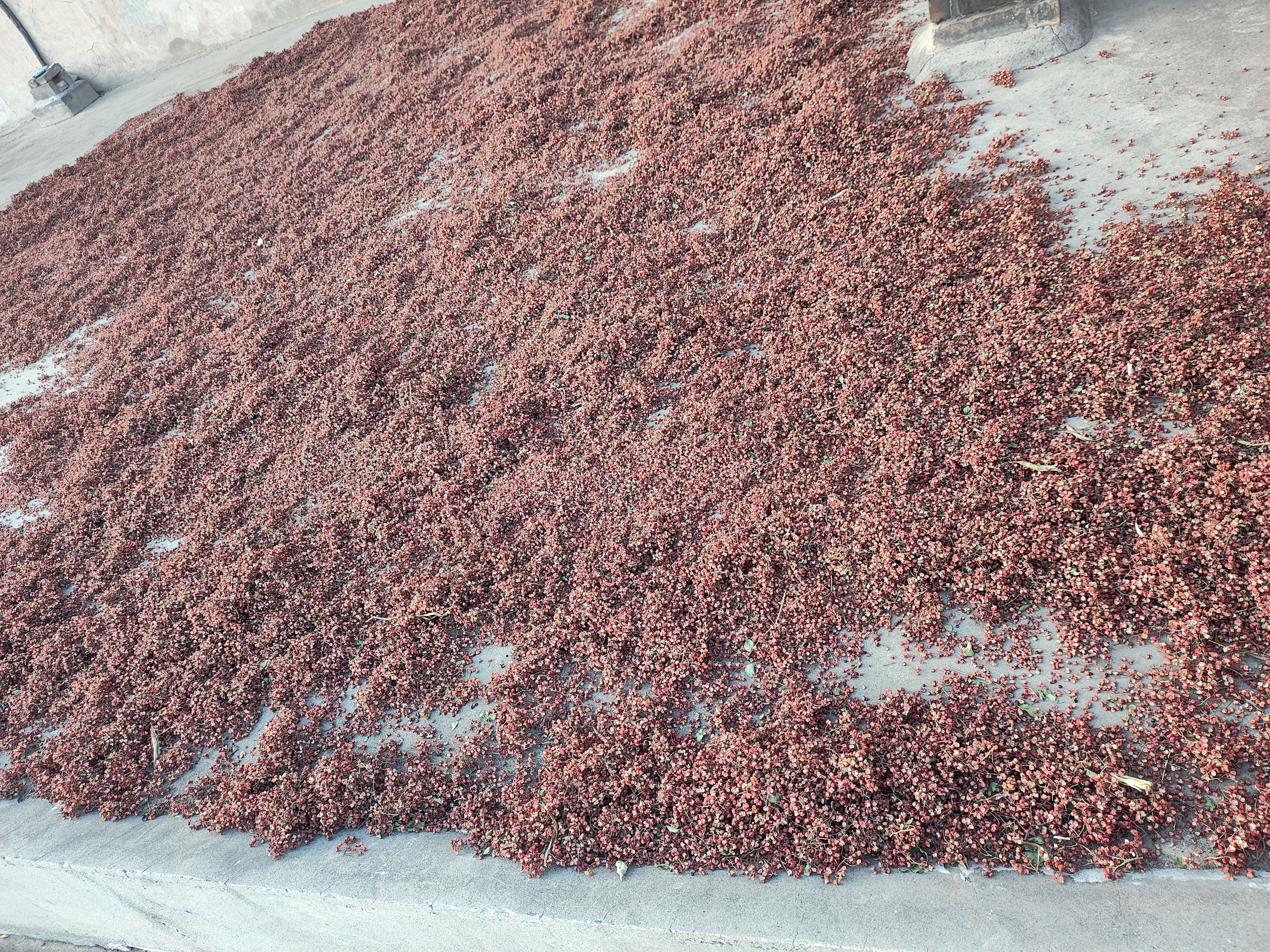 在阳光下整齐摊开的朝天椒,正在进行自然干燥处理 自然晾晒中的朝天椒