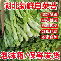 白菜苔产地发货保质保量24小时欢迎订购