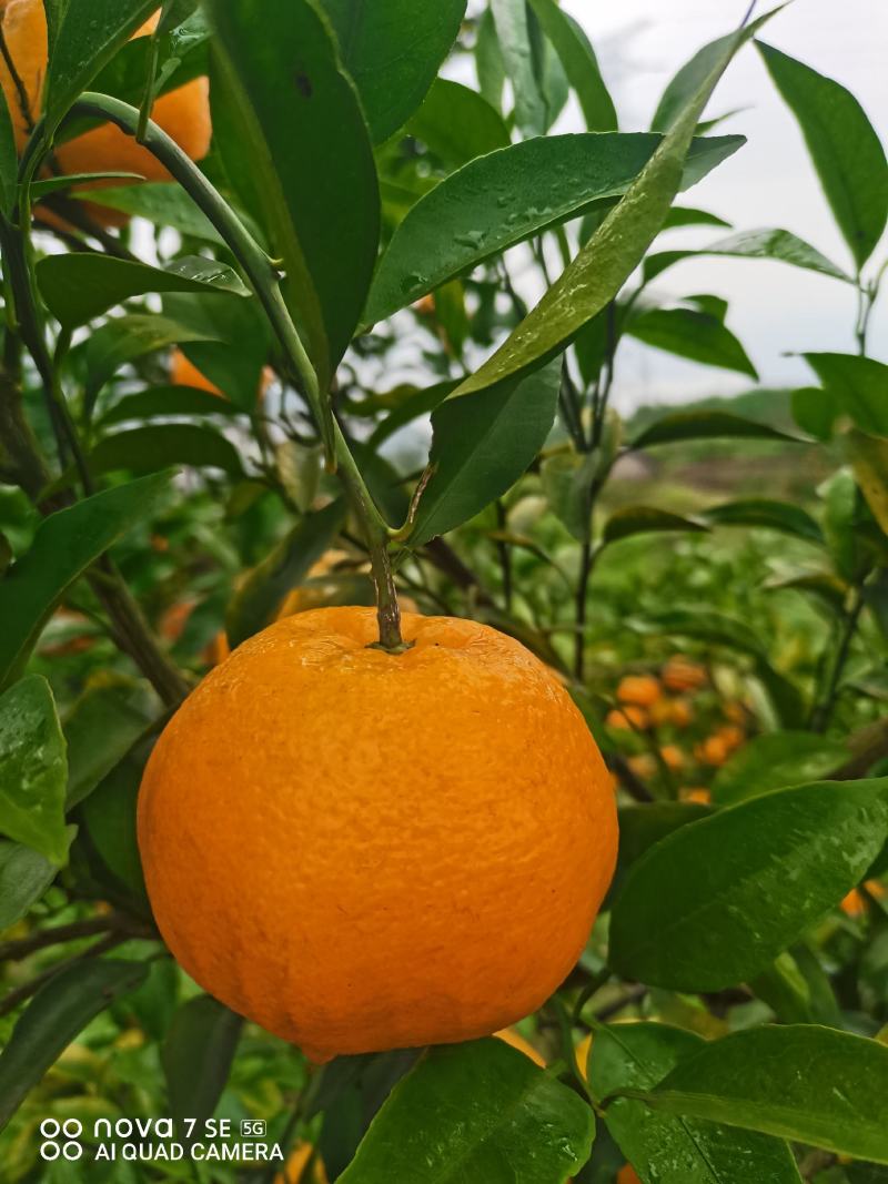 长江沿岸耙耙柑
