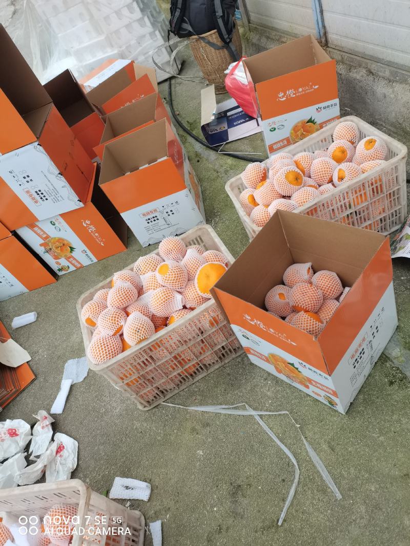 长江沿岸耙耙柑