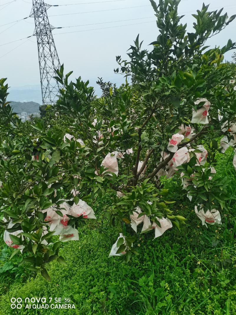 长江沿岸耙耙柑