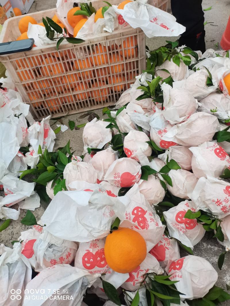 长江沿岸耙耙柑