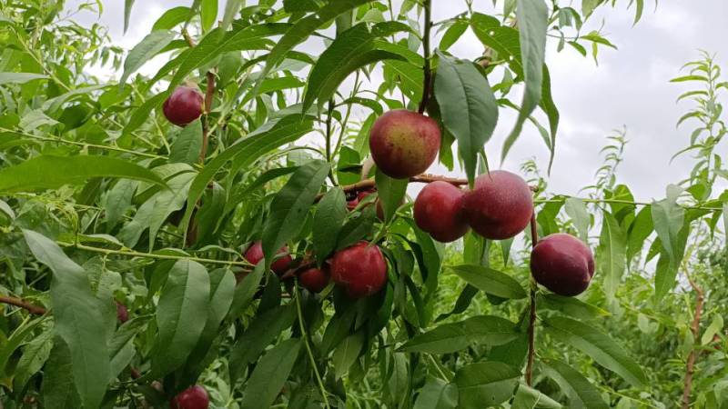 【山西产油桃苗】新鲜上市，优质苗木，欢迎选购！