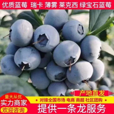 山东蓝莓莱克西蓝莓瑞卡薄雾蓝莓电商精选大果品质保证